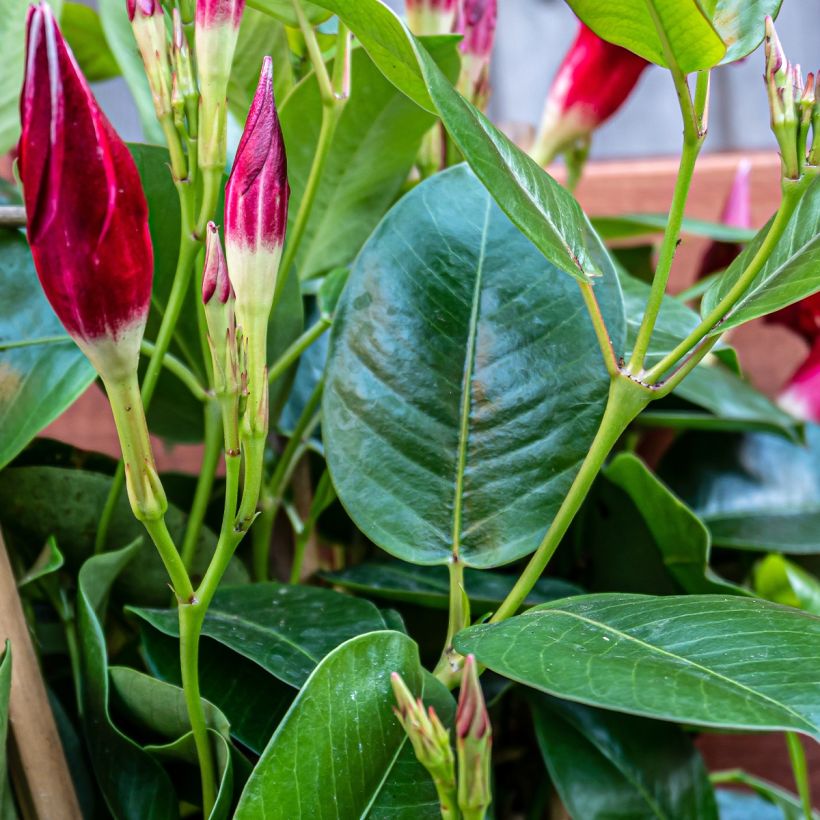 Dipladenia Diamantina Quartz Pink & Yellow - Mandevilla (Foliage)