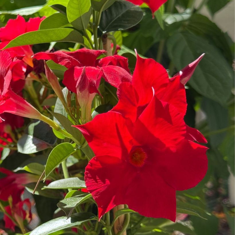 Dipladenia Diamantina Agate mini Strawberry red - Mandevilla (Blüte)