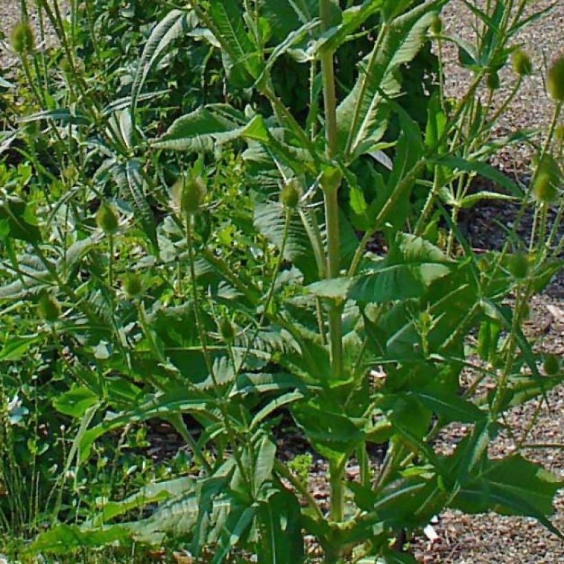 Dipsacus fullonum - Wilde Karde (Foliage)