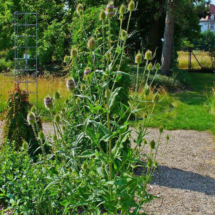 Dipsacus fullonum - Wilde Karde (Plant habit)