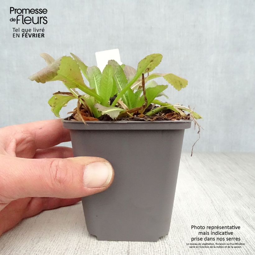 Exemplar von Dipsacus fullonum - Wilde Karde Kleine Töpfe von 8/9 cm wie im Winter geliefert