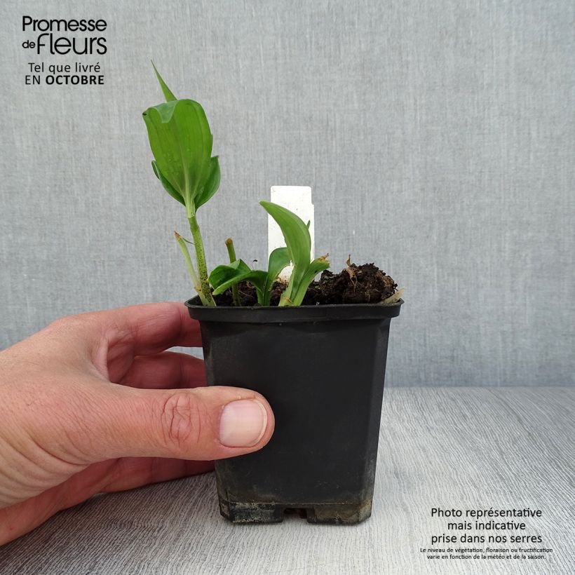 Example of Disporopsis pernyi - Immergrünes Salomonssiegel Kleine Töpfe von 8/9 cm as you get in automne