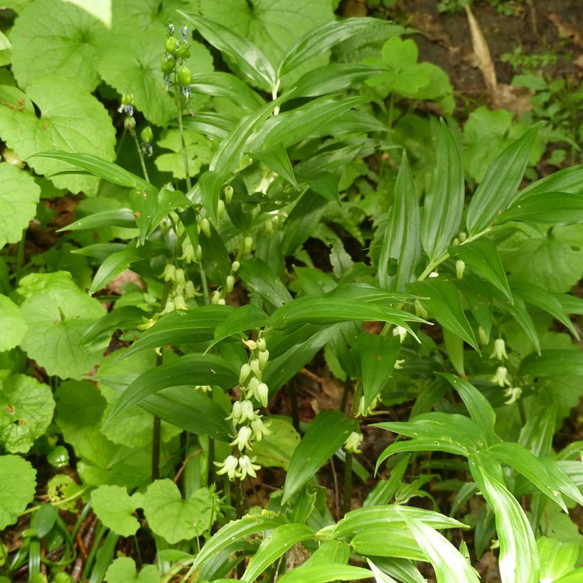 Disporopsis pernyi - Immergrünes Salomonssiegel (Plant habit)