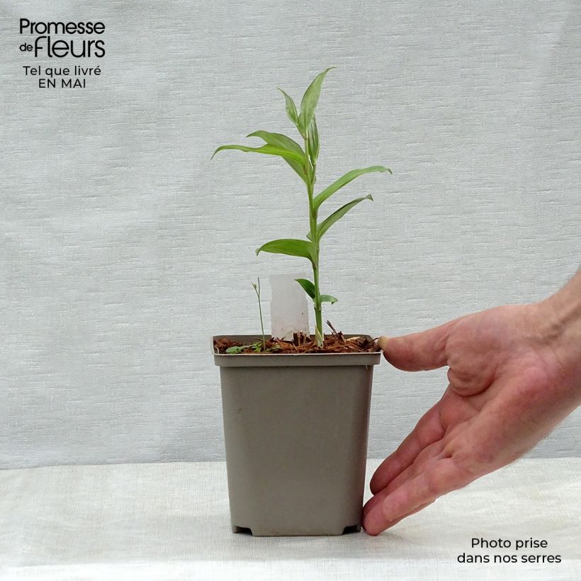 Exemplar von Disporum cantoniense Green Giant - Feenglöckchen Topf 10 cm/11cm wie im Frühjahr geliefert