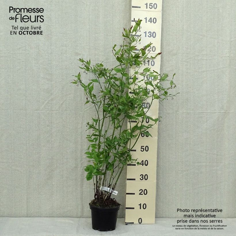 Example of Disporum cantoniense Green Giant - Feenglöckchen Topf mit 3L/4L as you get in automne