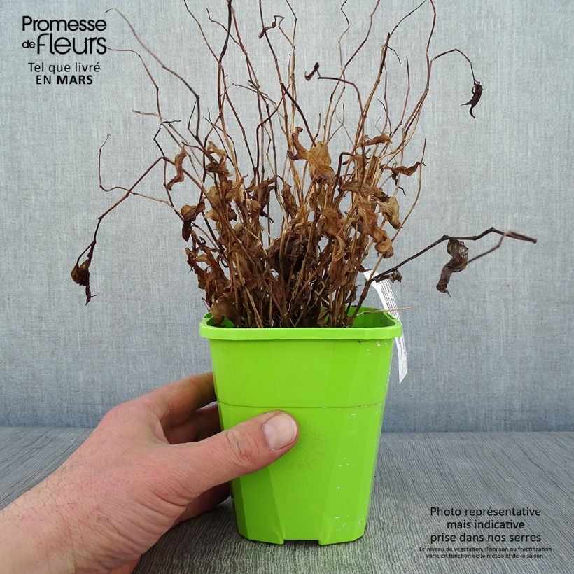 Example of Disporum cantoniense Moonlight - Feenglöckchen Topf mit 1,5L/2L as you get in hiver