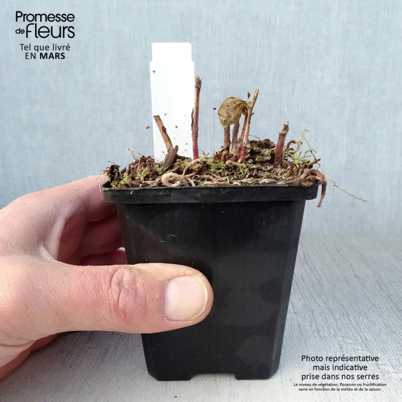 Exemplar von Disporum megalanthum - Feenglöckchen Kleine Töpfe von 8/9 cm wie im Frühjahr geliefert