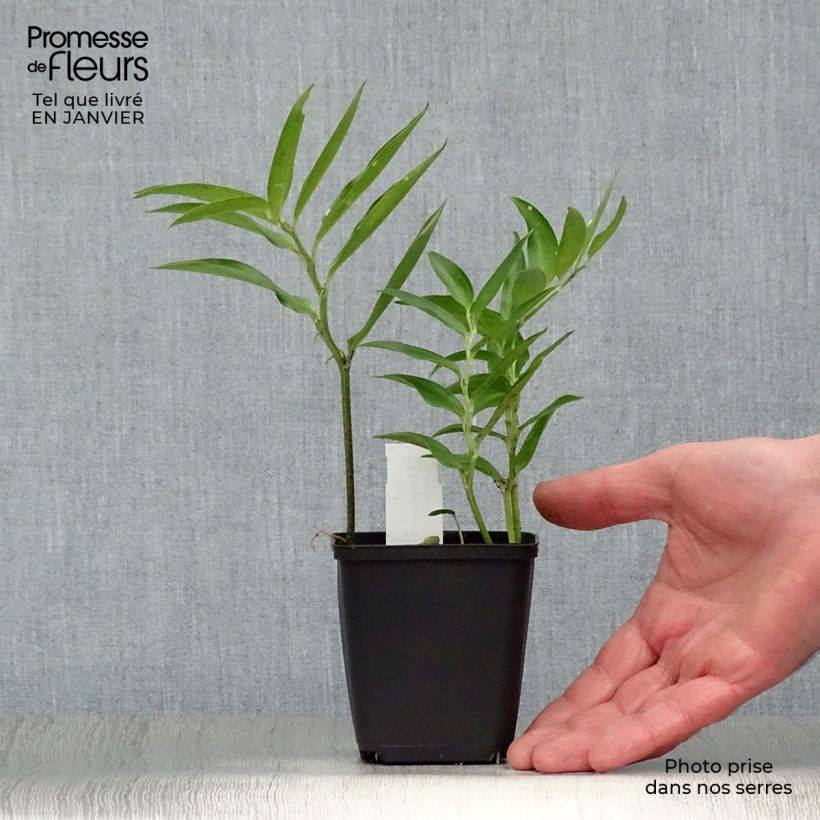 Exemplar von Disporum sessile - Feenglöckchen Kleine Töpfe von 8/9 cm wie im Winter geliefert