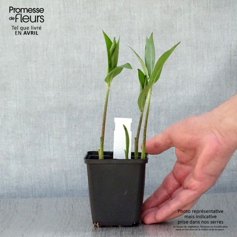 Exemplar von Disporum sessile - Feenglöckchen Kleine Töpfe von 8/9 cm wie im Frühjahr geliefert