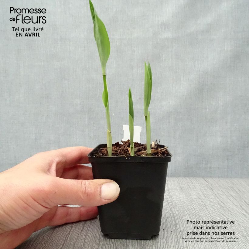 Exemplar von Disporum uniflorum - Feenglöckchen Kleine Töpfe von 8/9 cm wie im Frühjahr geliefert