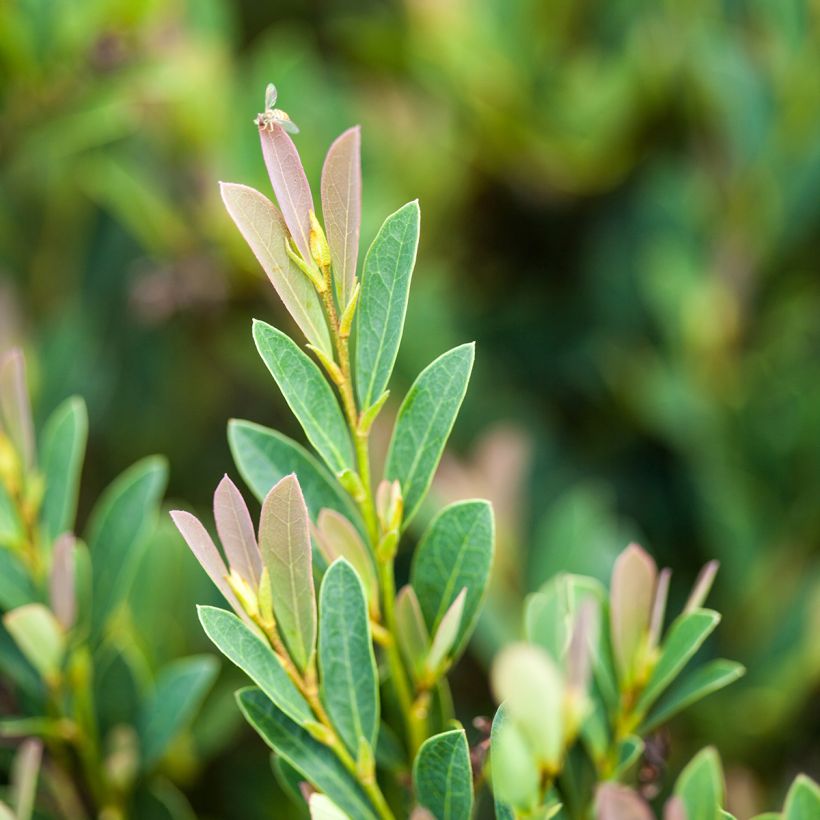 Traubiger Zweiggriffel Cinnamon Girl - Distylium (Foliage)