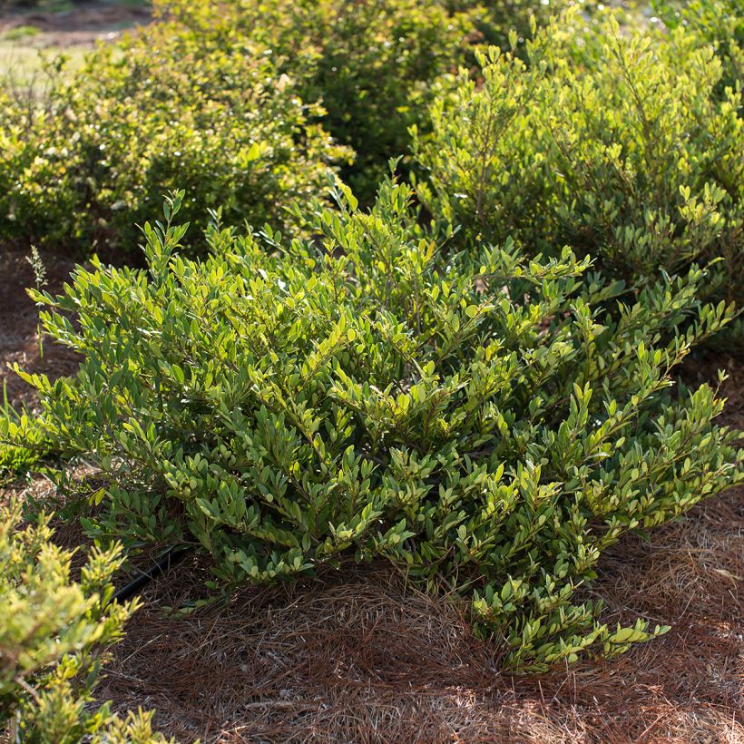Traubiger Zweiggriffel Cinnamon Girl - Distylium (Plant habit)