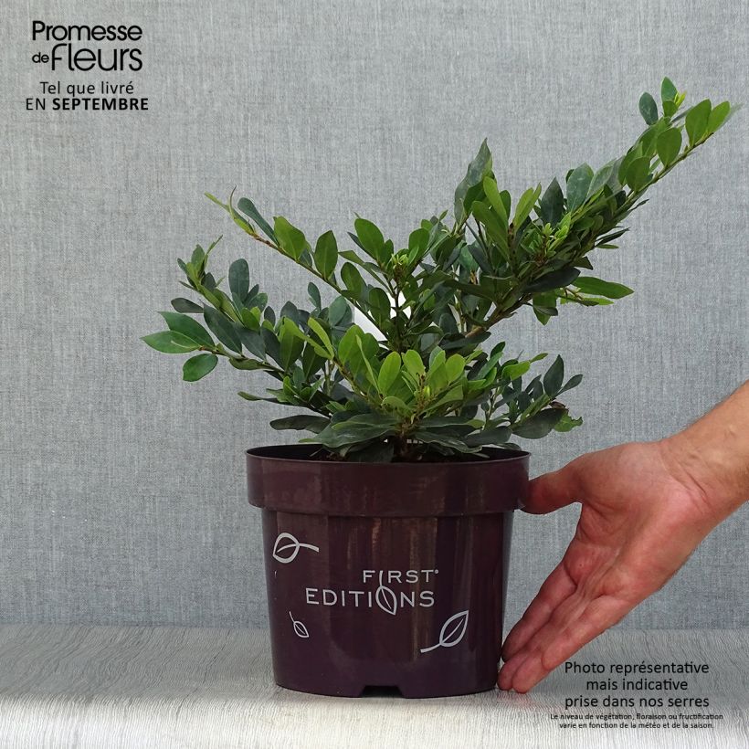 Example of Traubiger Zweiggriffel Coppertone - Distylium Topf mit 2L/3L as you get in automne