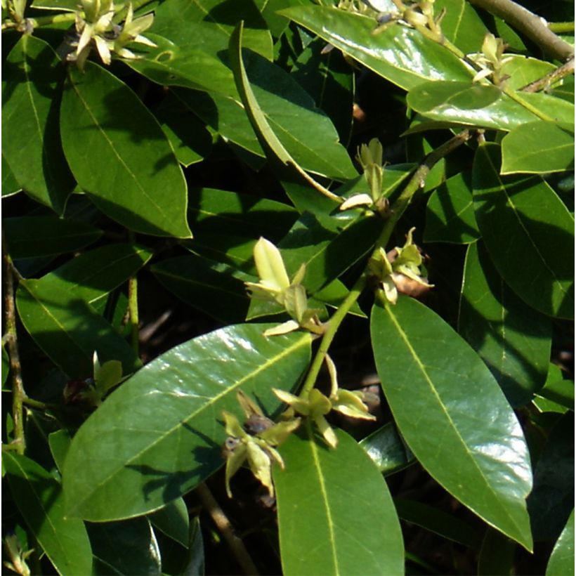 Traubiger Zweiggriffel Emerald Heights - Distylium (Foliage)