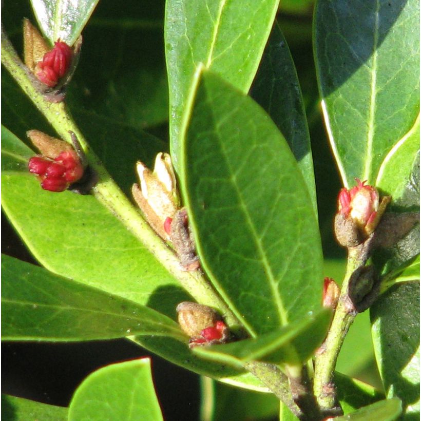 Traubiger Zweiggriffel Emerald Heights - Distylium (Flowering)