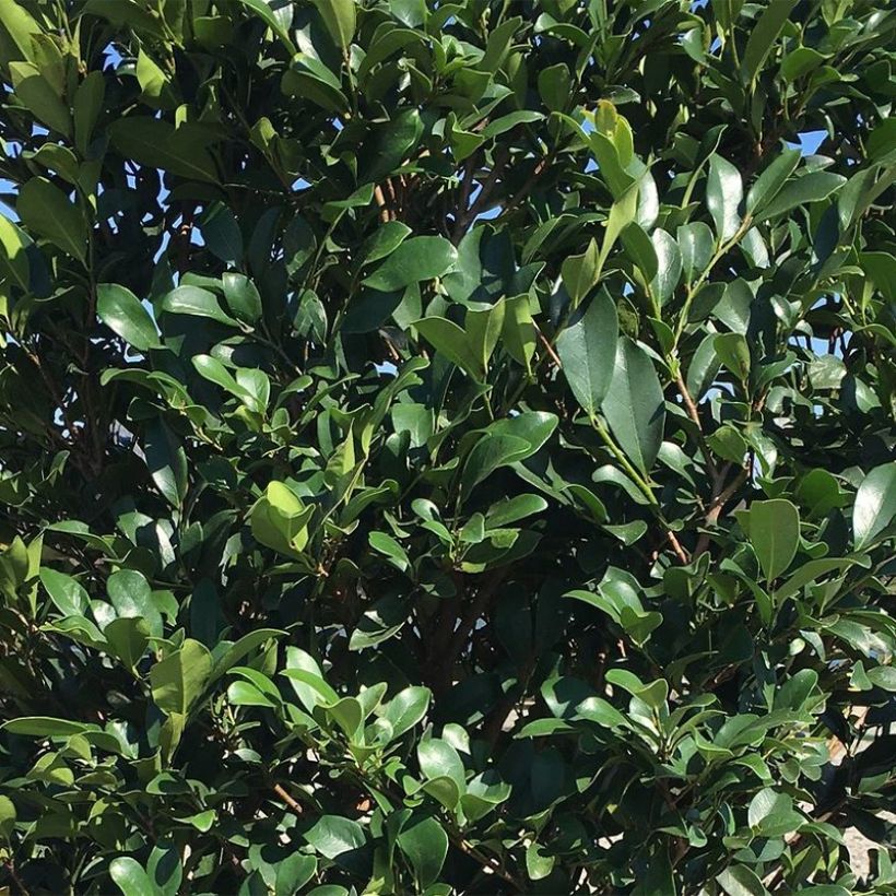 Traubiger Zweiggriffel Linebacker - Distylium (Foliage)