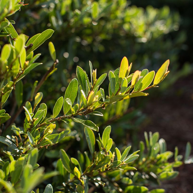Traubiger Zweiggriffel Swing Low® - Distyllium (Foliage)