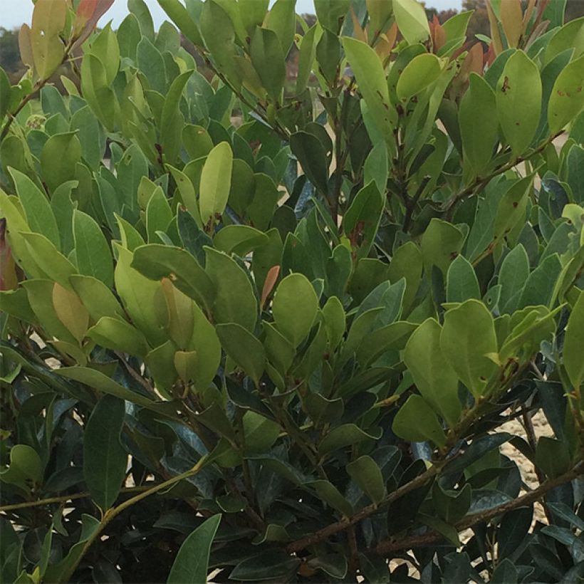 Traubiger Zweiggriffel Blue Cascade - Distylium (Foliage)