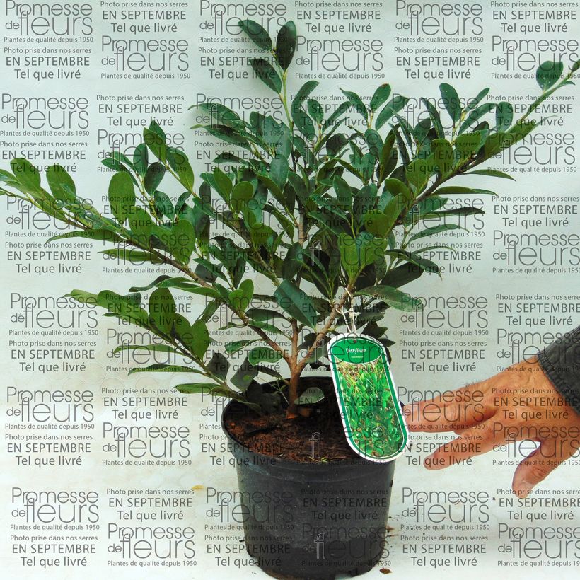 Example of Distylium racemosum Topf mit 2L/3L as you get