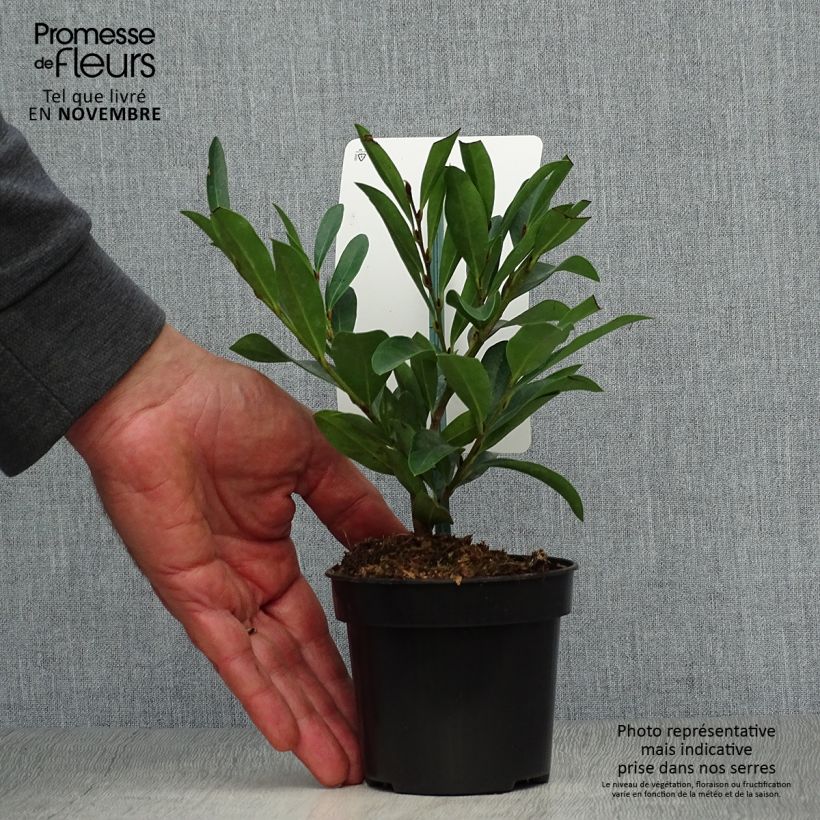 Example of Traubiger Zweiggriffel Blue Cascade - Distylium Topf 10 cm/11cm as you get in automne