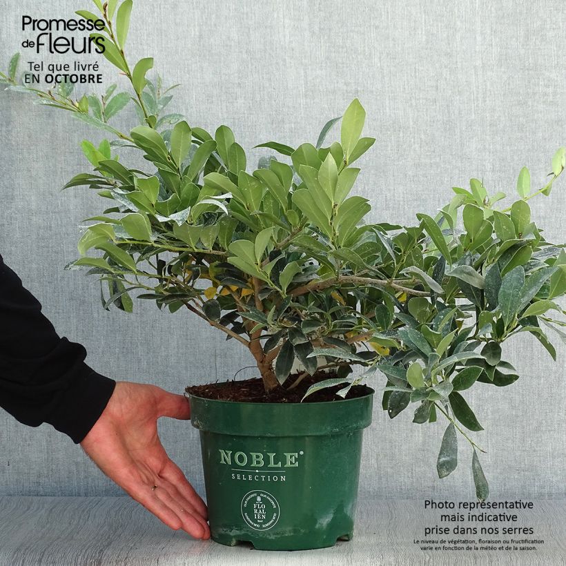 Example of Traubiger Zweiggriffel Blue Cascade - Distylium Topf mit 4L/5L as you get in automne