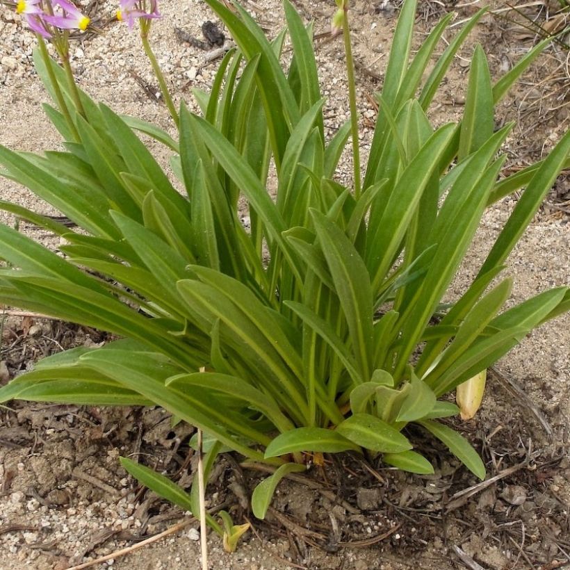 Götterblume Rotlicht - Dodecatheon jeffreyi (Foliage)