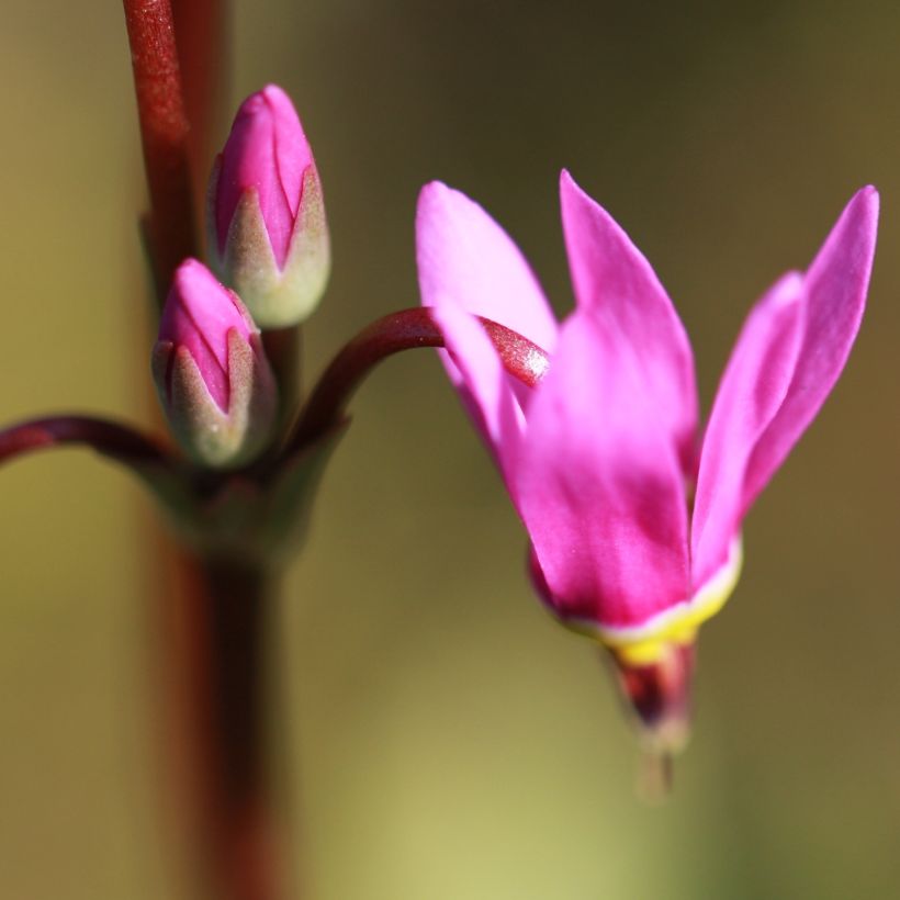 Götterblume Rotlicht - Dodecatheon jeffreyi (Flowering)