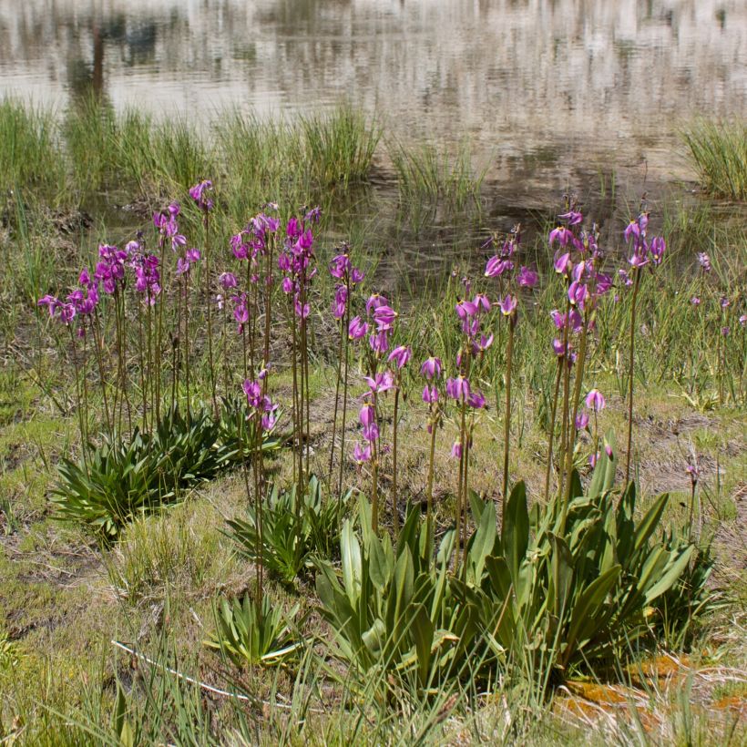 Götterblume Rotlicht - Dodecatheon jeffreyi (Plant habit)