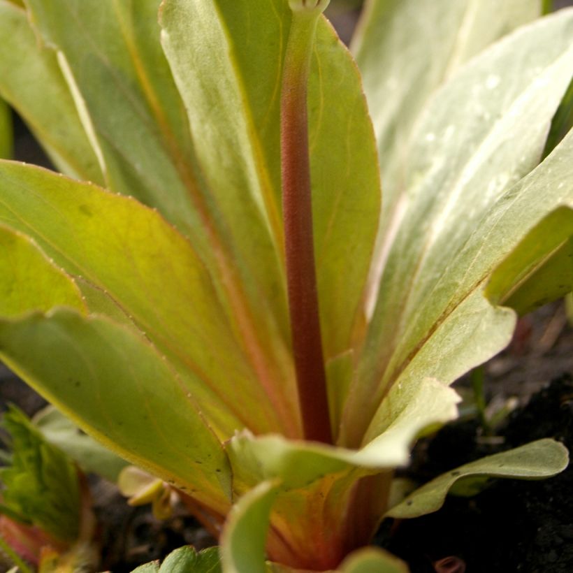 Götterblume - Dodecatheon meadia (Foliage)