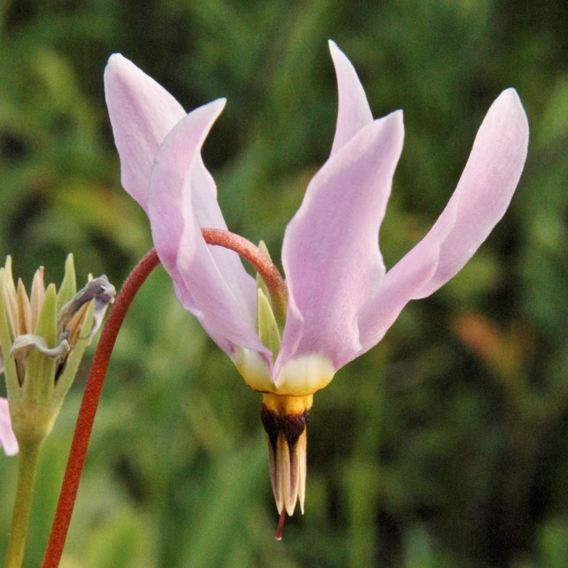 Götterblume - Dodecatheon meadia (Flowering)