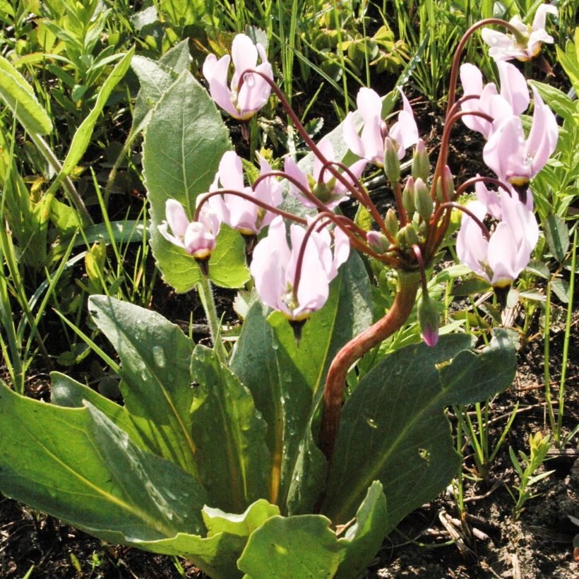 Götterblume - Dodecatheon meadia (Plant habit)