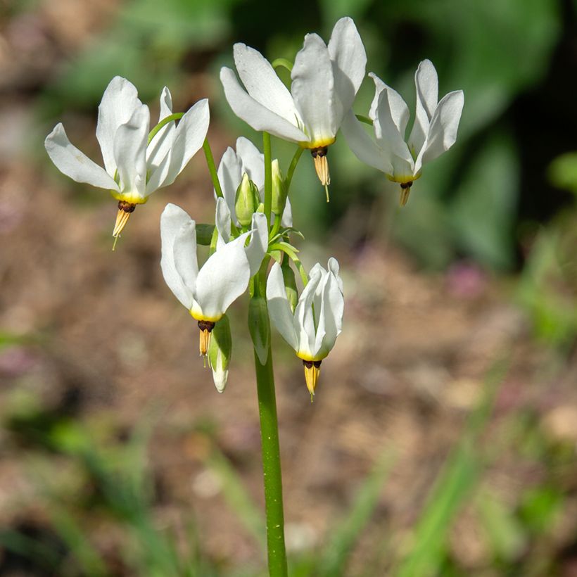 Weiße götterblume - Dodecatheon meadia Album (Flowering)