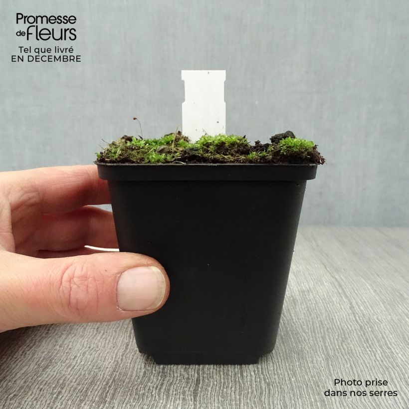 Exemplar von Götterblume - Dodecatheon meadia Kleine Töpfe von 8/9 cm wie im Winter geliefert