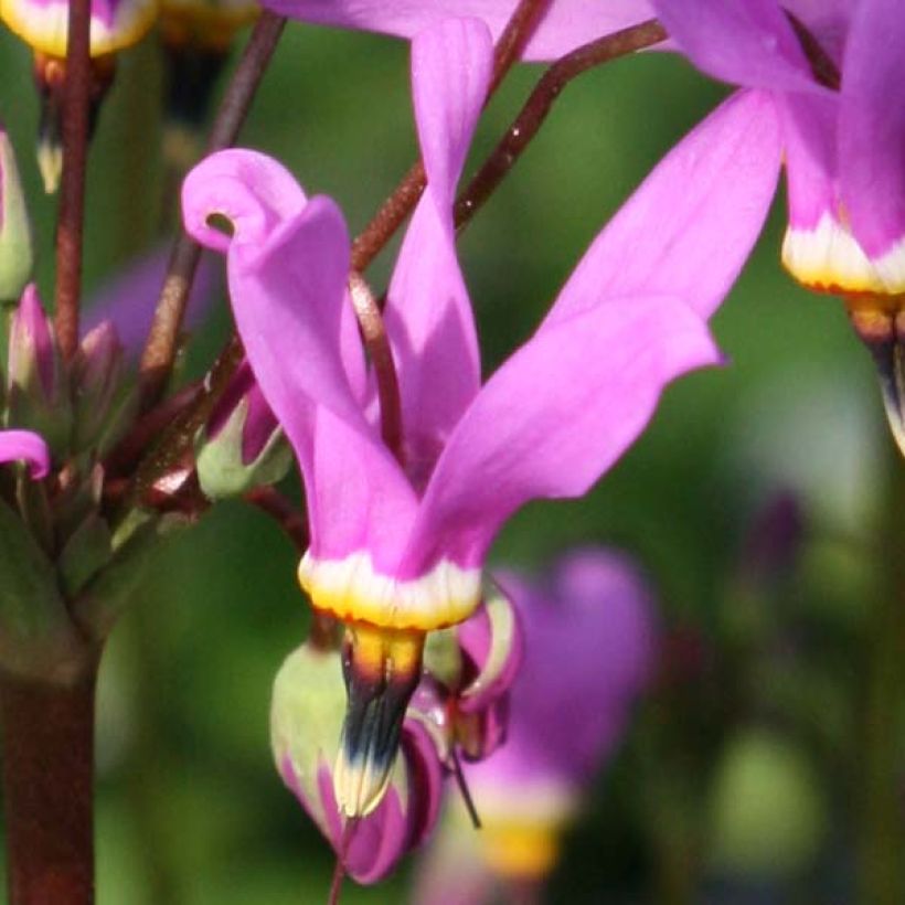 Götterblume Queen Victoria - Dodecatheon meadia (Flowering)