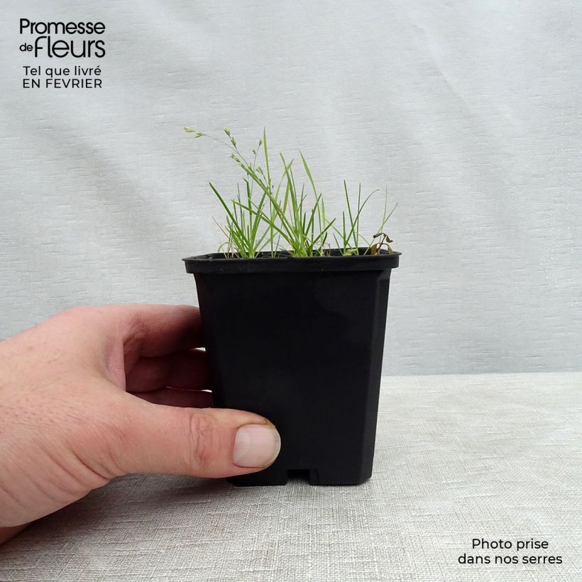 Exemplar von Götterblume Queen Victoria - Dodecatheon meadia Kleine Töpfe von 8/9 cm wie im Winter geliefert