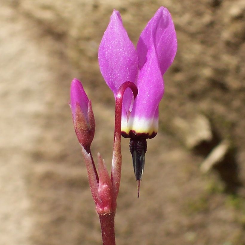 Dodecatheon pulchellum Red Wings - Götterblume (Flowering)