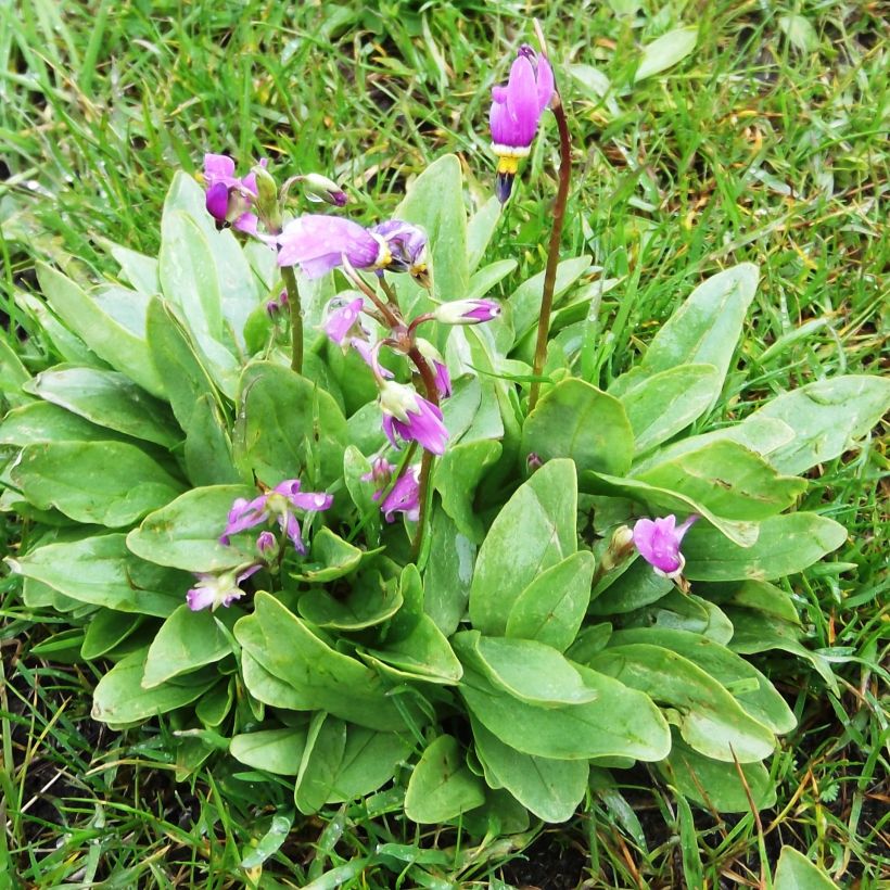 Dodecatheon pulchellum Red Wings - Götterblume (Plant habit)