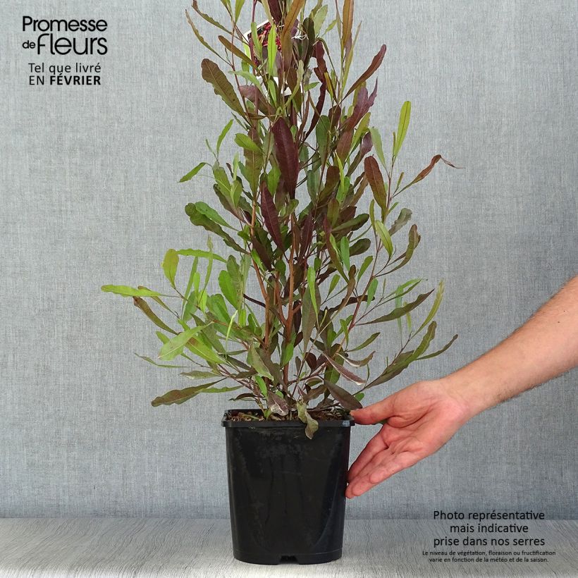 Example of Dodonaea viscosa Purpurea - Australischer Hopfen Topf mit 3L/4L as you get in automne