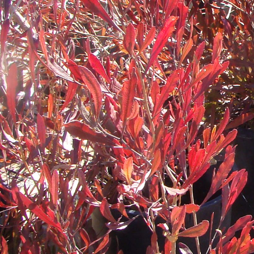 Dodonaea viscosa Purpurea - Australischer Hopfen (Foliage)