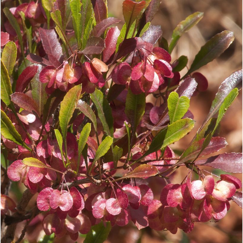 Dodonaea viscosa Purpurea - Australischer Hopfen (Flowering)