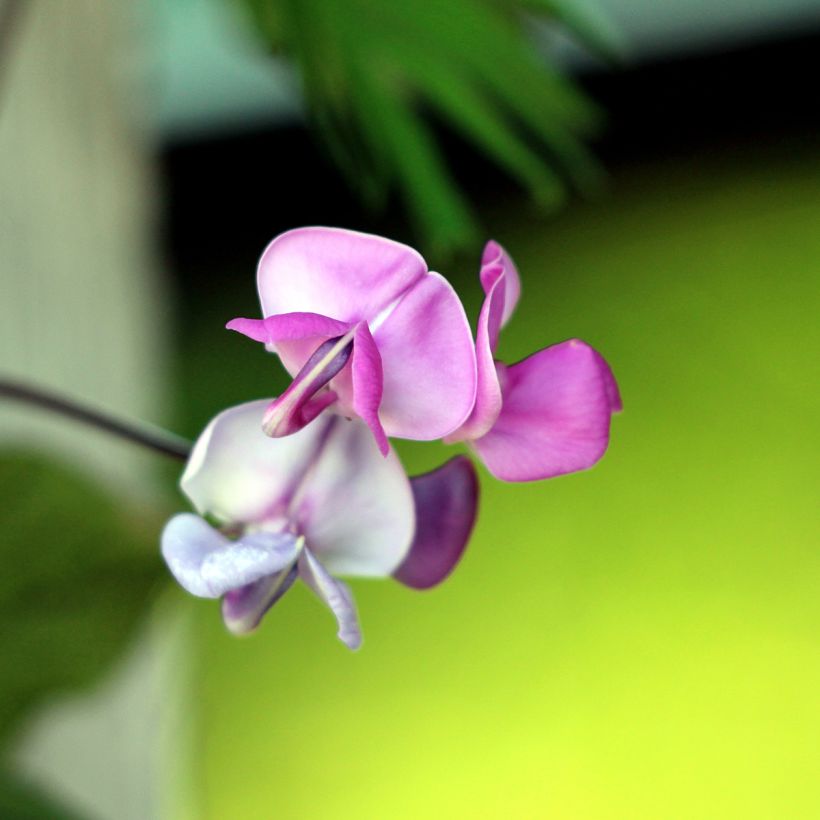 Helmbohne - Dolichos lablab (Flowering)