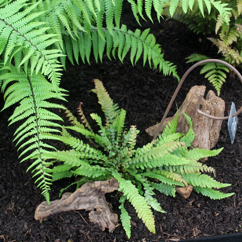 Doodia media - Gewöhnlicher Raspelfarn (Plant habit)