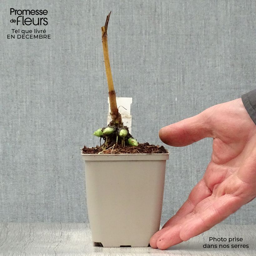 Exemplar von Doronicum pardalianches - Kriechende Gämswurz Kleine Töpfe von 8/9 cm wie im Winter geliefert