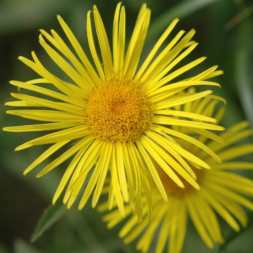 Doronicum orientale Finesse - Östliche Gämswurz (Flowering)