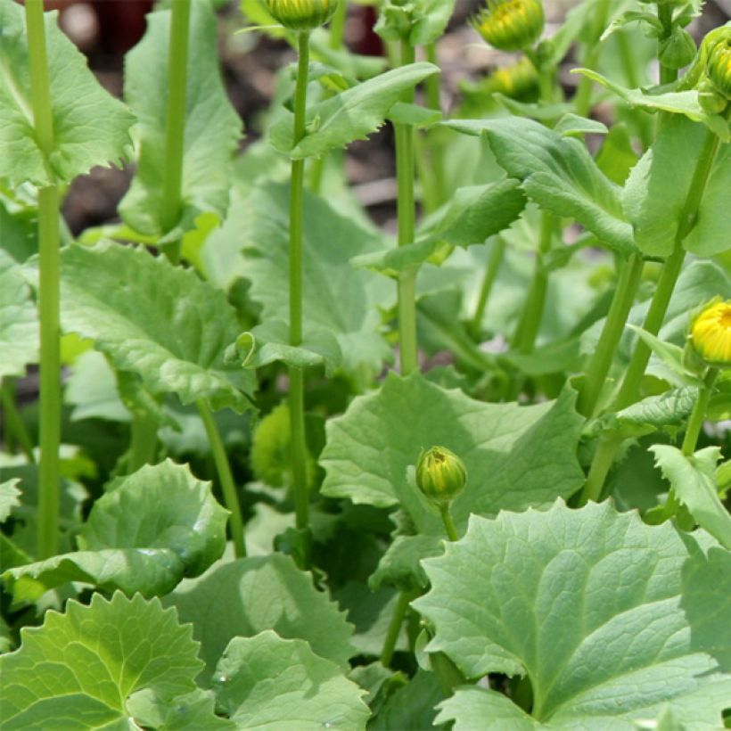 Doronicum orientale Little Leo - Östliche Gämswurz (Foliage)