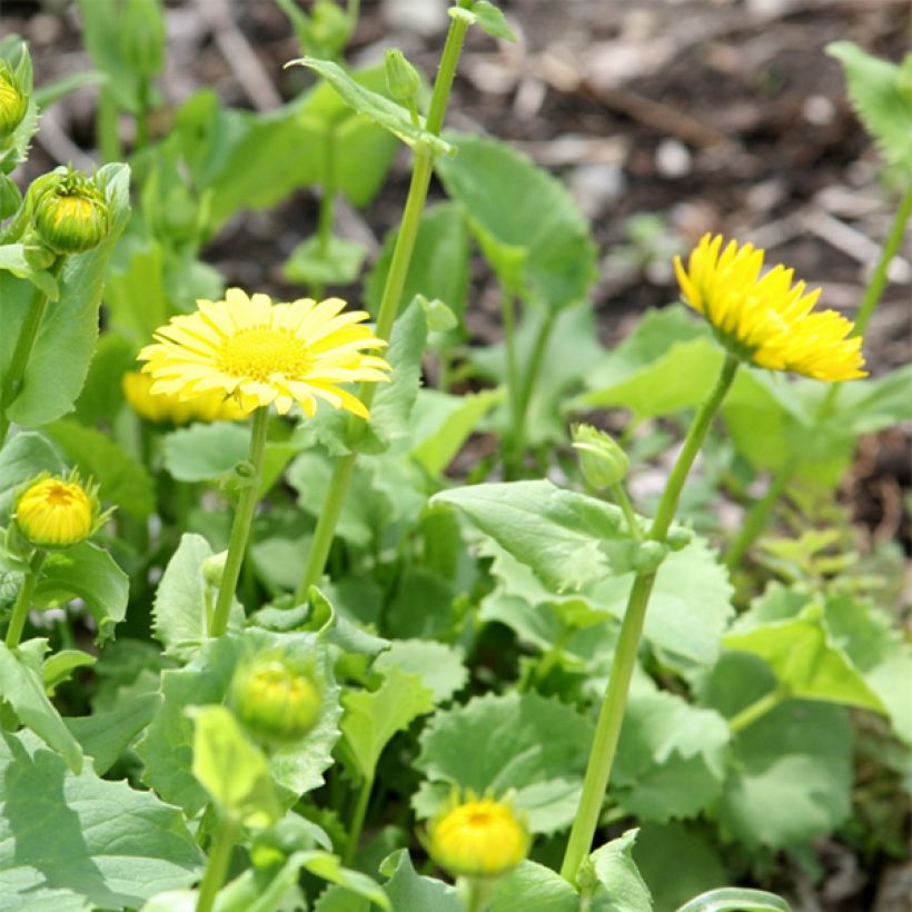 Doronicum orientale Little Leo - Östliche Gämswurz (Flowering)