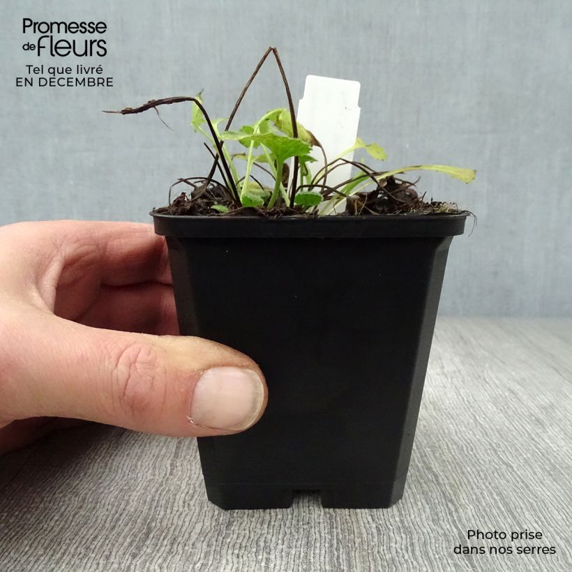 Exemplar von Doronicum orientale Little Leo - Östliche Gämswurz Kleine Töpfe von 8/9 cm wie im Winter geliefert