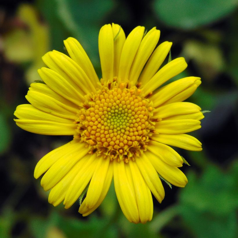 Doronicum orientale Magnificum - Östliche Gämswurz (Flowering)