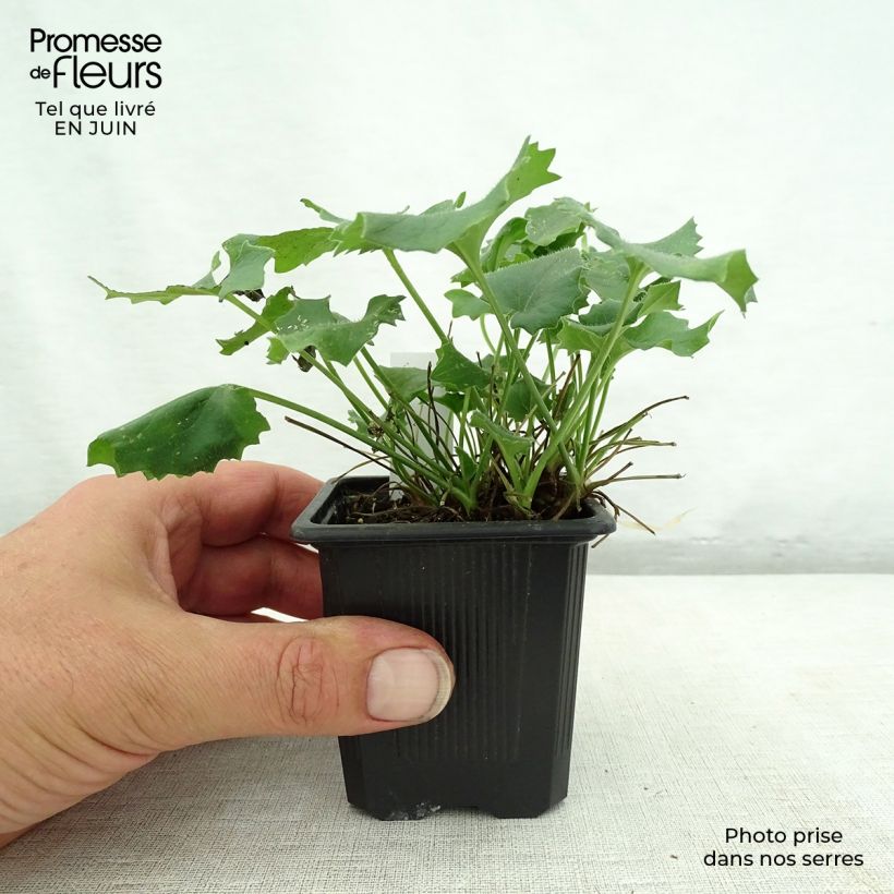 Example of Doronicum orientale Magnificum - Östliche Gämswurz Kleine Töpfe von 8/9 cm as you get in ete