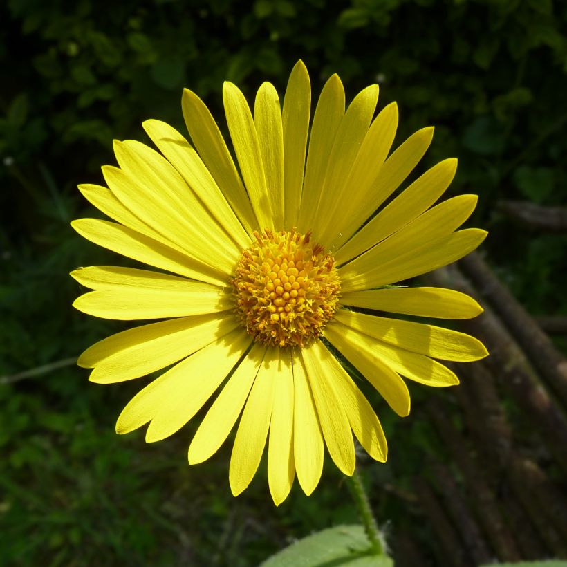 Doronicum pardalianches - Kriechende Gämswurz (Flowering)